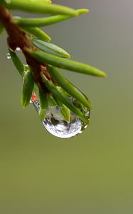 Превью обои ветка, капля, роса, макро, зеленый, фон