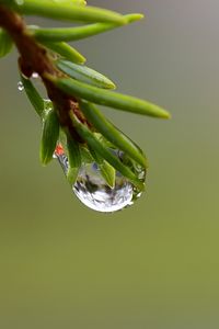 Превью обои ветка, капля, роса, макро, зеленый, фон