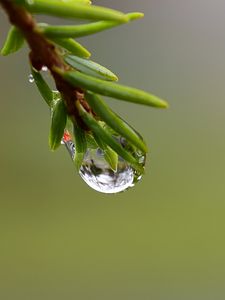 Превью обои ветка, капля, роса, макро, зеленый, фон