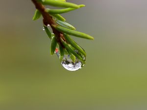 Превью обои ветка, капля, роса, макро, зеленый, фон