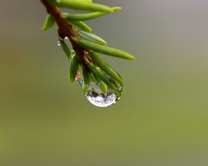 Превью обои ветка, капля, роса, макро, зеленый, фон