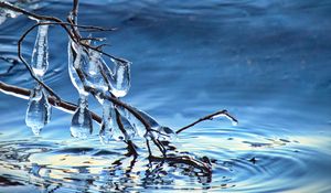 Превью обои ветка, лед, вода, макро