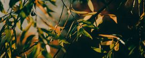 Превью обои ветка, листья, дерево, лучи солнца