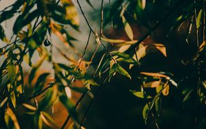 Превью обои ветка, листья, дерево, лучи солнца