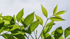 Превью обои ветка, листья, дерево, небо