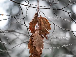 Превью обои ветка, листья, иней, макро