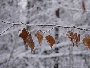 Превью обои ветка, листья, иней, зима, макро