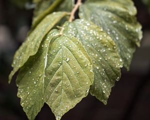 Превью обои ветка, листья, капли, зеленый, макро