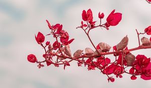 Превью обои ветка, листья, красный, растение, крупный план