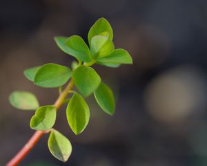 Превью обои ветка, листья, макро, зеленый, блюр