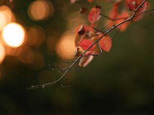 Превью обои ветка, листья, макро, размытость, боке