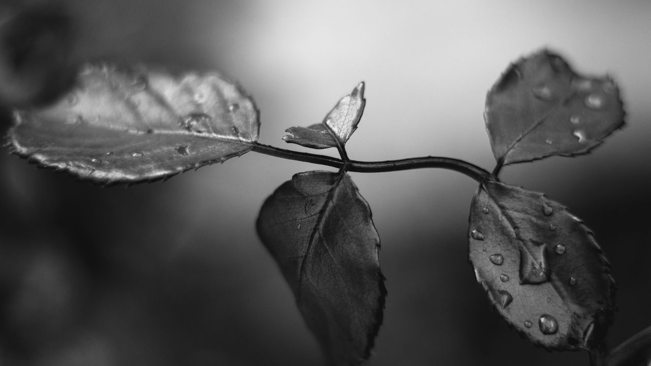 Обои ветка, листья, макро, мокрый, черно-белый