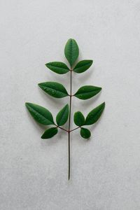 Превью обои ветка, листья, минимализм, зеленый, растение