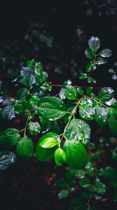 Превью обои ветка, листья, мокрый, зеленый, макро