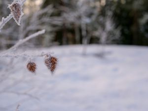 Превью обои ветка, листья, мороз, снег, макро