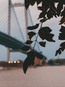 Превью обои ветка, листья, мост, размытость, сумерки