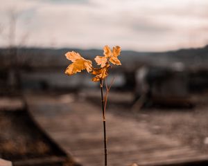 Превью обои ветка, листья, осень, размытость