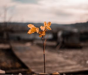 Превью обои ветка, листья, осень, размытость