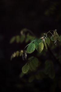 Превью обои ветка, листья, растение, темный