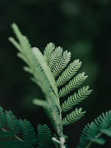 Превью обои ветка, листья, растение, зеленый