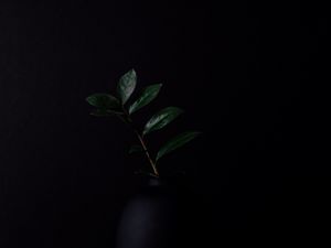 Превью обои ветка, листья, растение, темнота