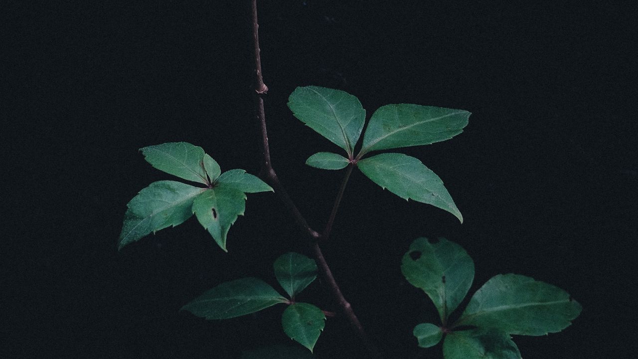 Обои ветка, листья, растение, зеленый, темный