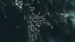 Превью обои ветка, листья, размытость, макро