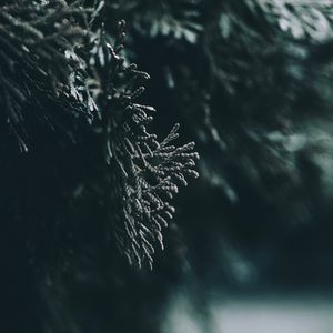 Превью обои ветка, листья, размытость, макро
