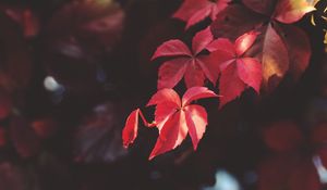 Превью обои ветка, листья, размытость, растение