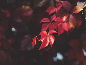 Превью обои ветка, листья, размытость, растение