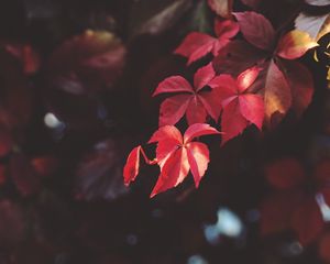 Превью обои ветка, листья, размытость, растение