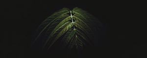 Превью обои ветка, листья, темный, зеленый