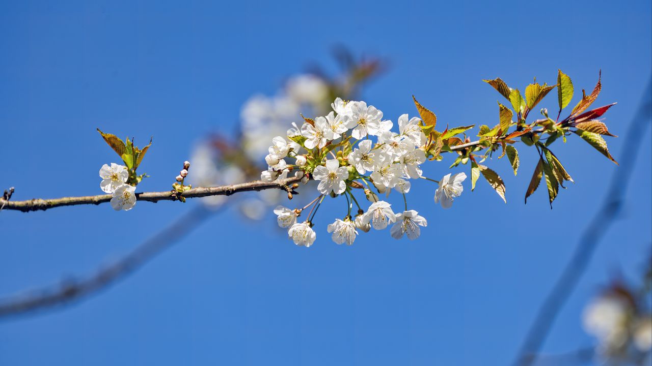 Обои ветка, листья, цветы, вишня