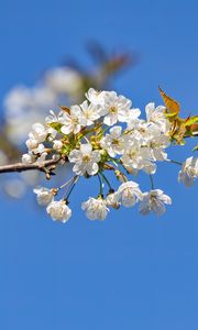 Превью обои ветка, листья, цветы, вишня