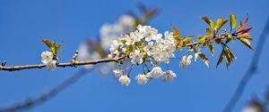 Превью обои ветка, листья, цветы, вишня