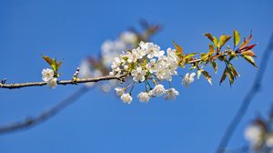 Превью обои ветка, листья, цветы, вишня
