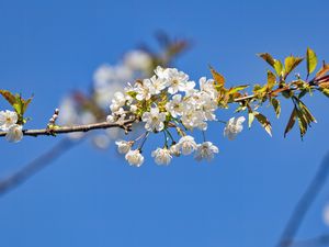 Превью обои ветка, листья, цветы, вишня
