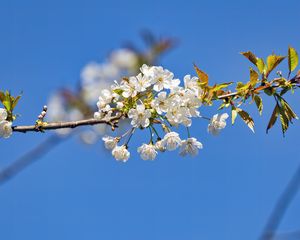 Превью обои ветка, листья, цветы, вишня