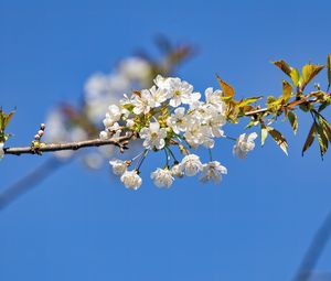 Превью обои ветка, листья, цветы, вишня