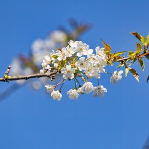Превью обои ветка, листья, цветы, вишня
