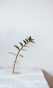 Превью обои ветка, листья, ваза, стол