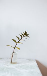 Превью обои ветка, листья, ваза, стол