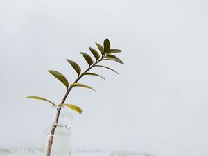 Превью обои ветка, листья, ваза, стол