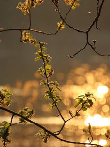 Превью обои ветка, листья, весна, блики