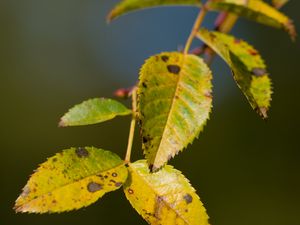 Превью обои ветка, листья, зеленый, макро, блюр