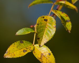 Превью обои ветка, листья, зеленый, макро, блюр