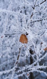 Превью обои ветка, листок, иней, макро, зима