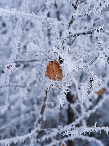 Превью обои ветка, листок, иней, макро, зима