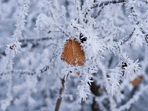 Превью обои ветка, листок, иней, макро, зима