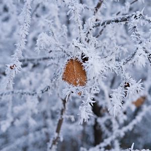 Превью обои ветка, листок, иней, макро, зима